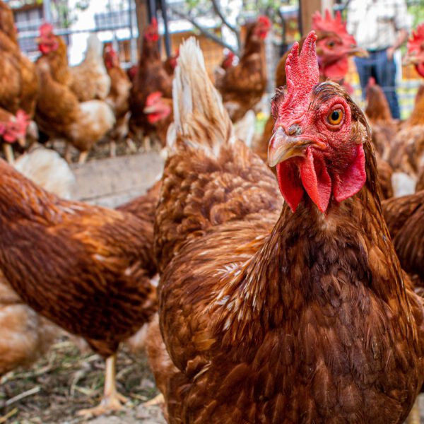 مزارع الدجاج تسيطر على الكوكب!