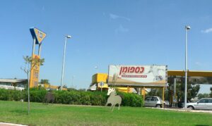 إحدى كازيات باز- الصورة: ويكيميديا