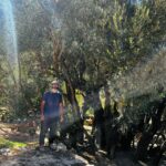 عمرها أكثر من خمسة آلاف عام: صلاح أبو علي حارس أقدم زيتونة في العالم