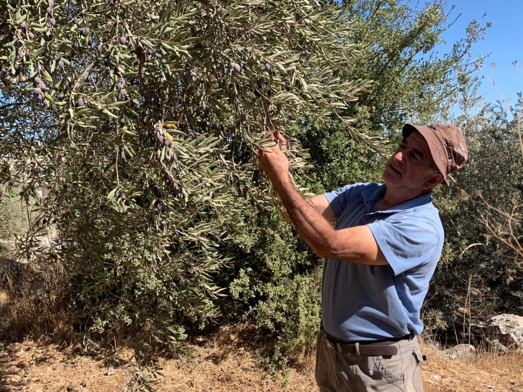 بشير الصوص مزارع في أرضه في بيت جالا تصوير رحمة علي