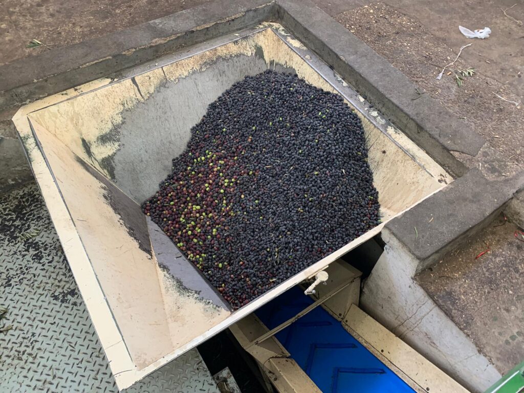 معصرة الجمعية التعاونية في بيت جالا لعصر الزيتون تصوير رحمة علي 1