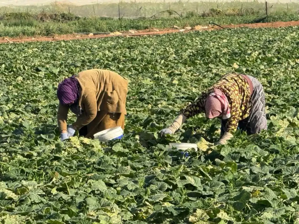الاستغلال في زمن الأبرتهايد 3 صورة توضيحية مصدر الاتحاد العام لنقابات عمال فلسطين