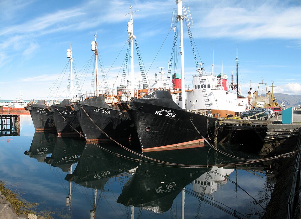 الصيد أولًا: الآيسلنديون يرفضون الإنضمام للاتحاد الأوروبي 3 960px Iceland Reykjavik Port Whaling Ships